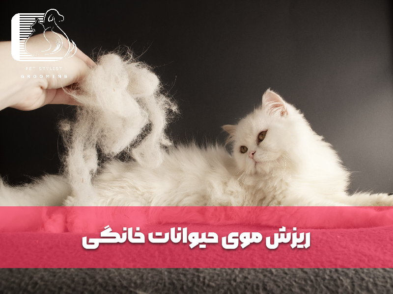 ریزش موی حیوانات خانگی